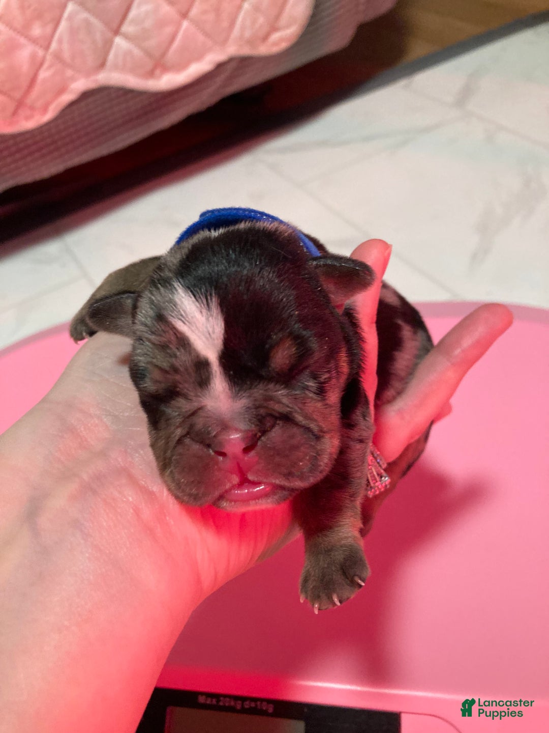 English Bulldog dogs for sale: Maxwell - Ad 1