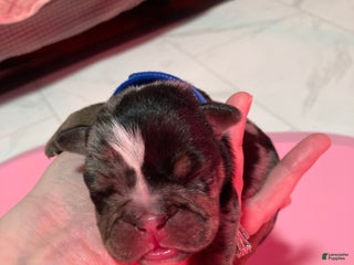 English Bulldog dogs Maxwell - Ad 38