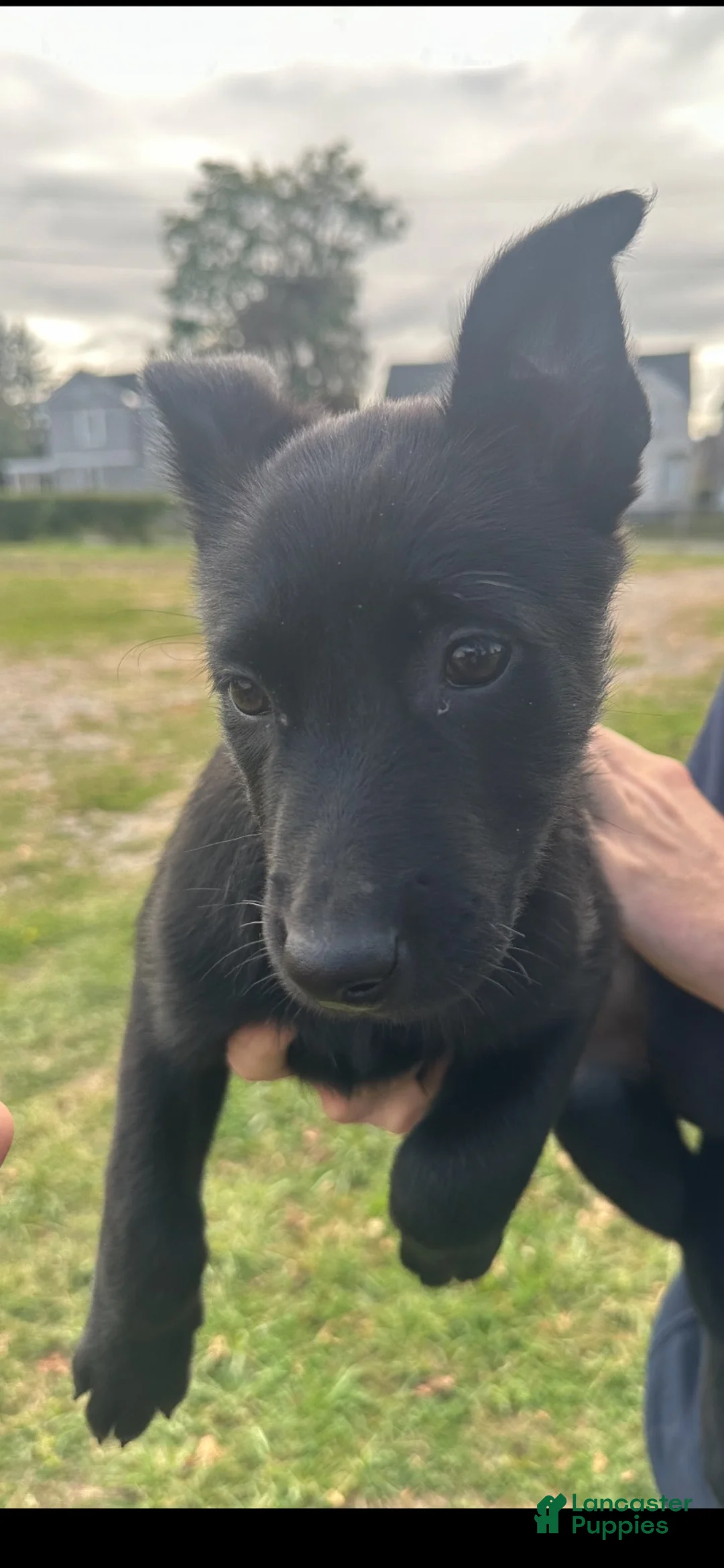 Belgian Malinois dogs for sale: Belgian Malinois 4 - Ad 1