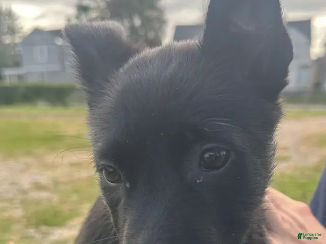 Belgian Malinois dogs for sale: Belgian Malinois 4 - Ad 1