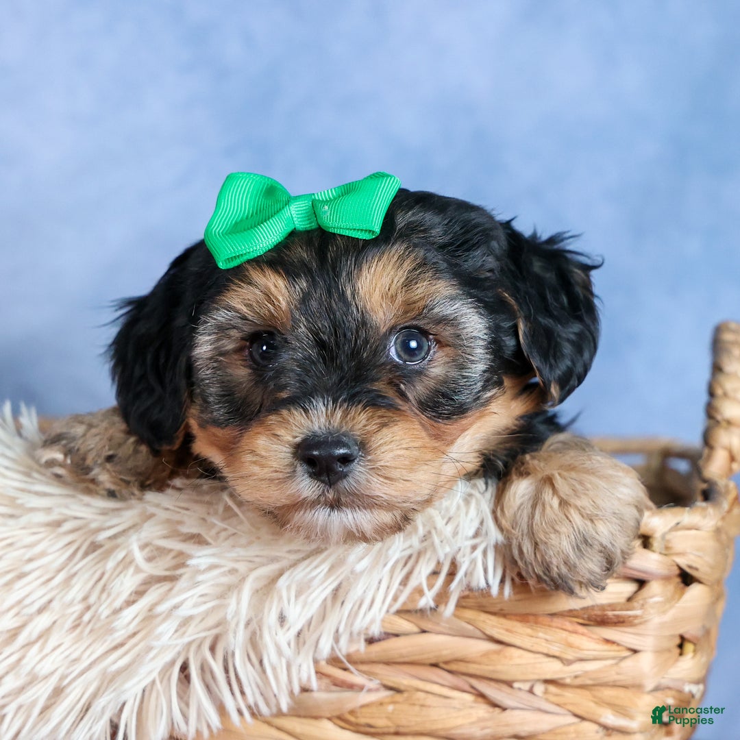 Yochon dogs for sale: MAX - Ad 20