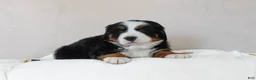 Bernese Mountain Dog dogs for sale: June - Ad 3