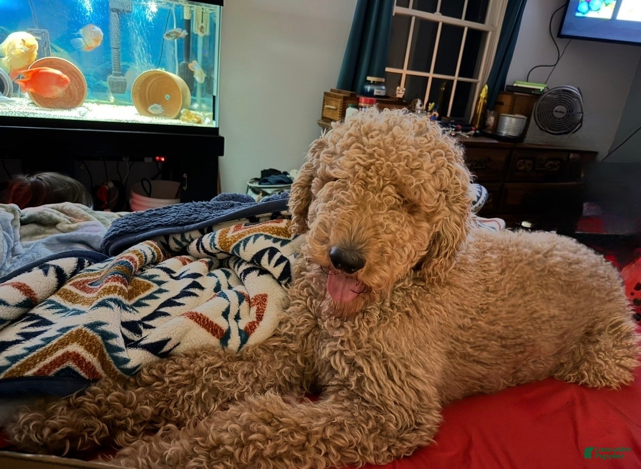Carlos 