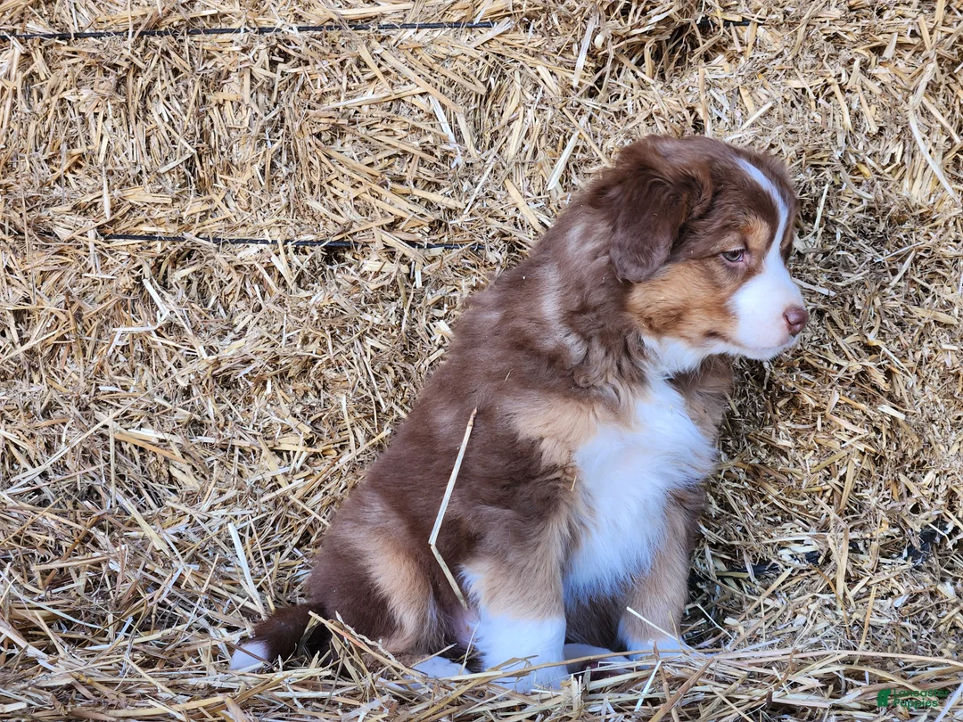 Mixed Breed dogs for sale: Kaya - Ad 3