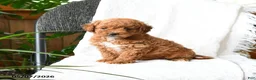 Mini Goldendoodle dogs for sale: Adeline  - Ad 4
