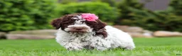 Lagotto Romagnolo dogs for sale: Penny - Ad 5