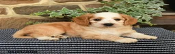 Cockapoo dogs for sale: Starbucks - Ad 4