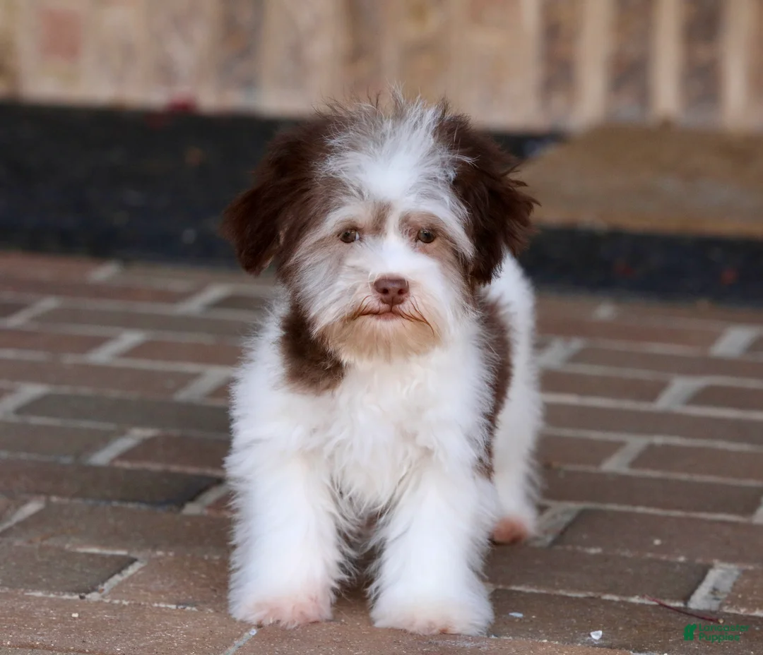 Havanese dogs for sale: Hope - Ad 12