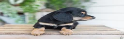 Miniature Dachshund dogs for sale: Mabel - Ad 5