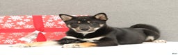 Shiba Inu dogs for sale: Ender - Ad 3