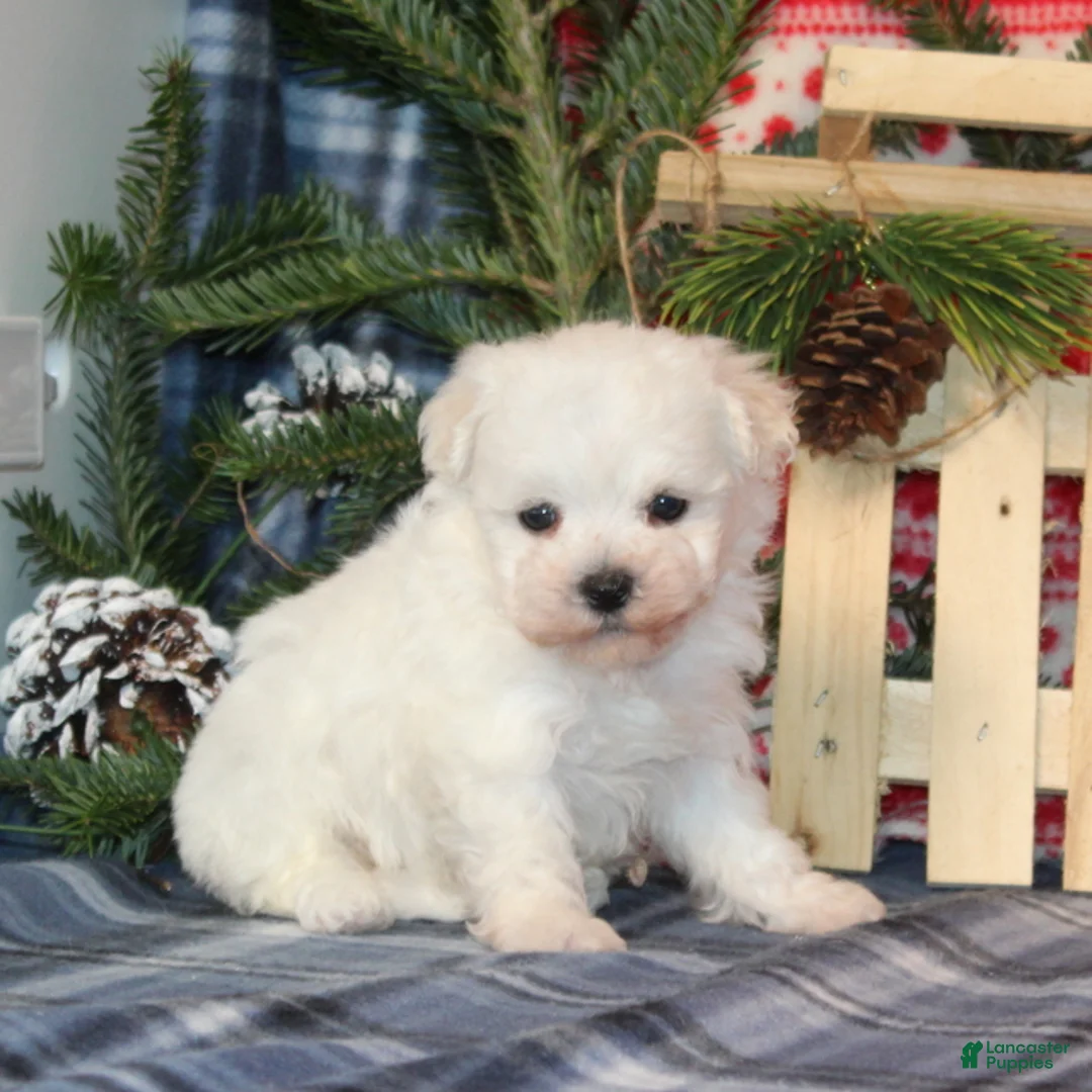 Bichon Frise dogs for sale: Ivory - Ad 3