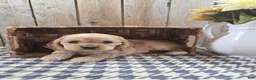 Cocker Spaniel dogs for sale: Cash - Ad 5