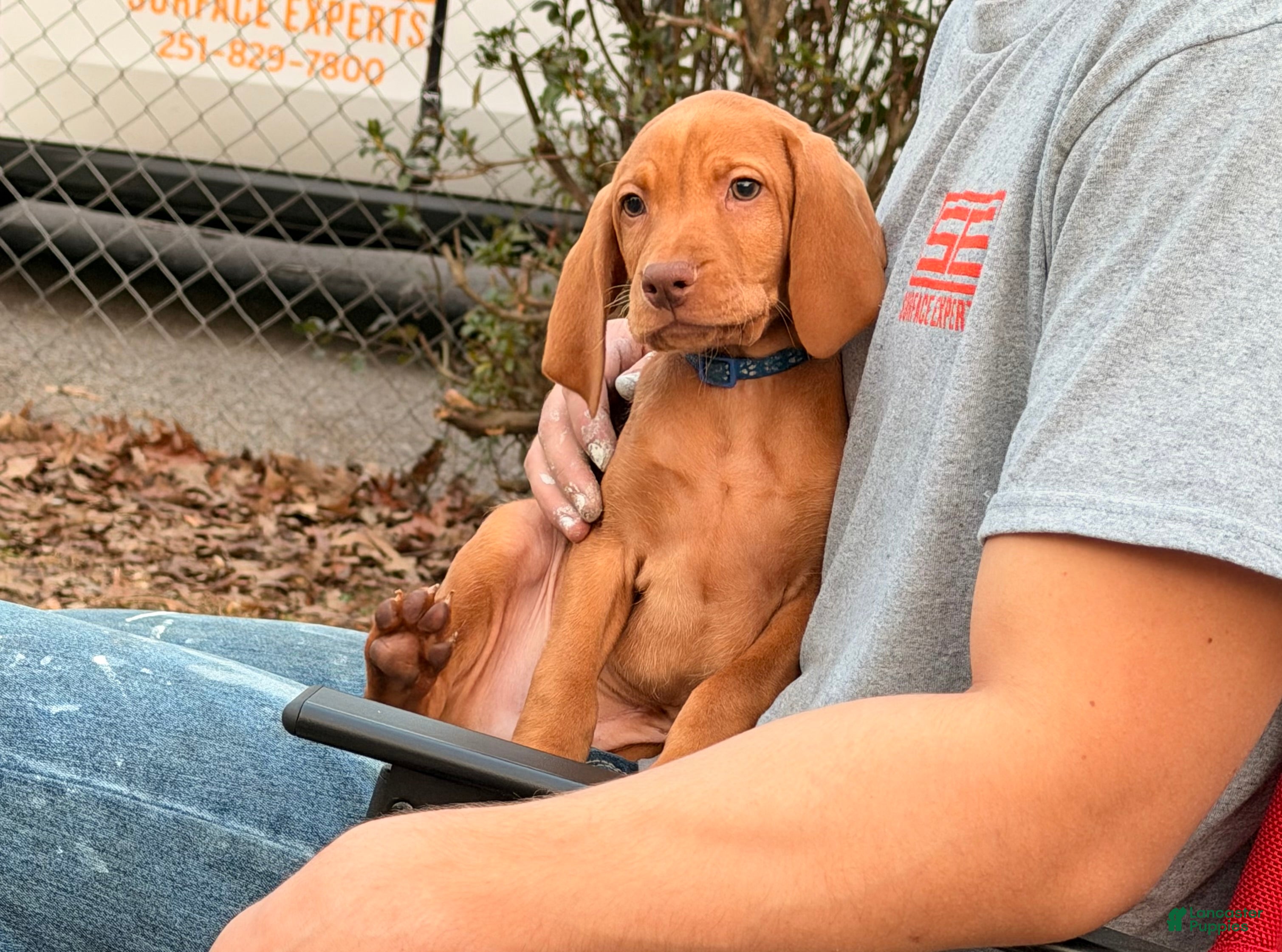 Vizsla dogs Blue Male - Ad 3