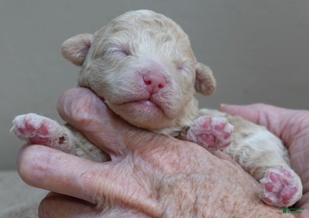 Toy Poodle dogs for sale: Denver shimmering champagne - Ad 14