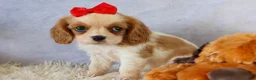 Cavalier King Charles Spaniel dogs for sale:  Nugget🐾 - Ad 15