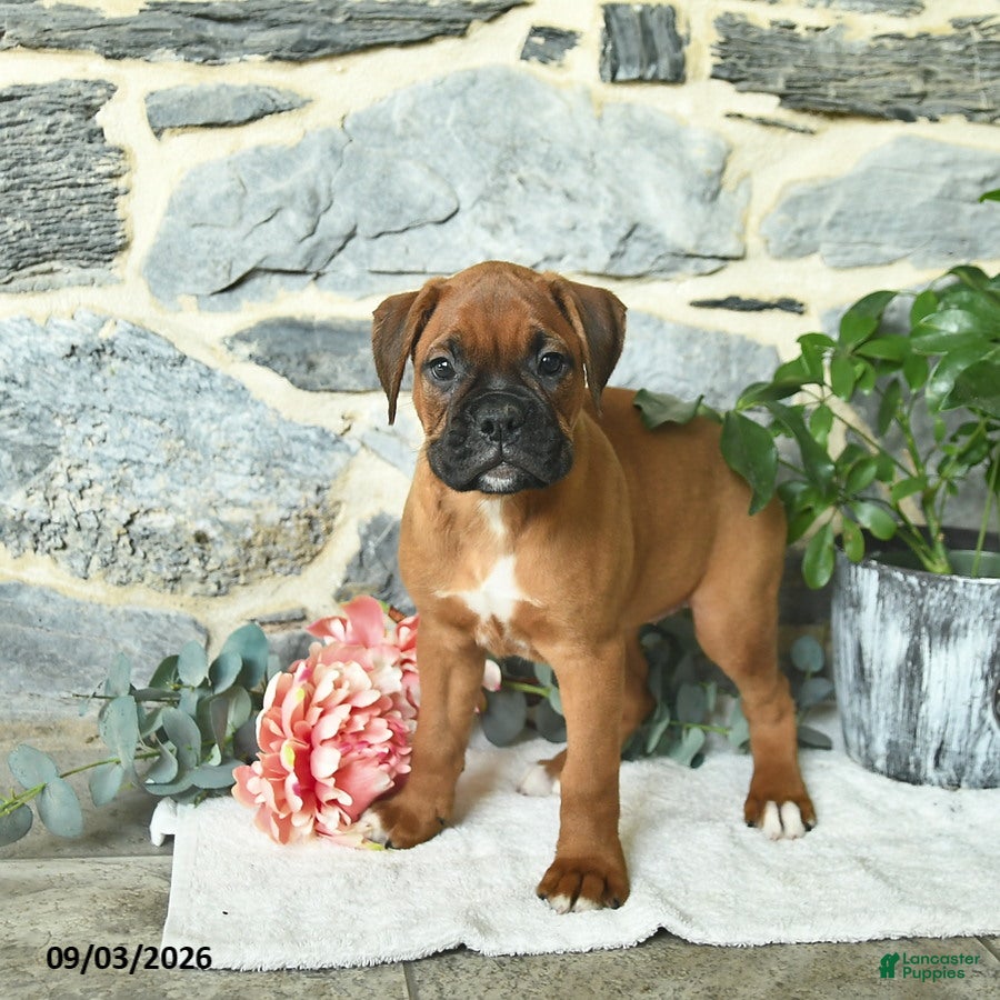 Boxer dogs Cinnamon - Ad 2