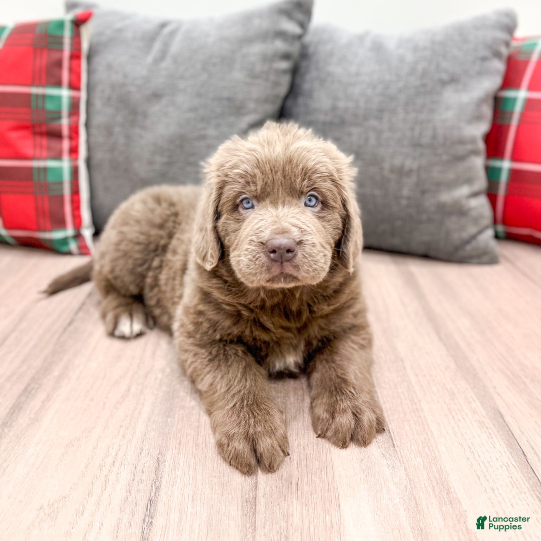 Newfoundland dogs for sale: Mia - Ad 3