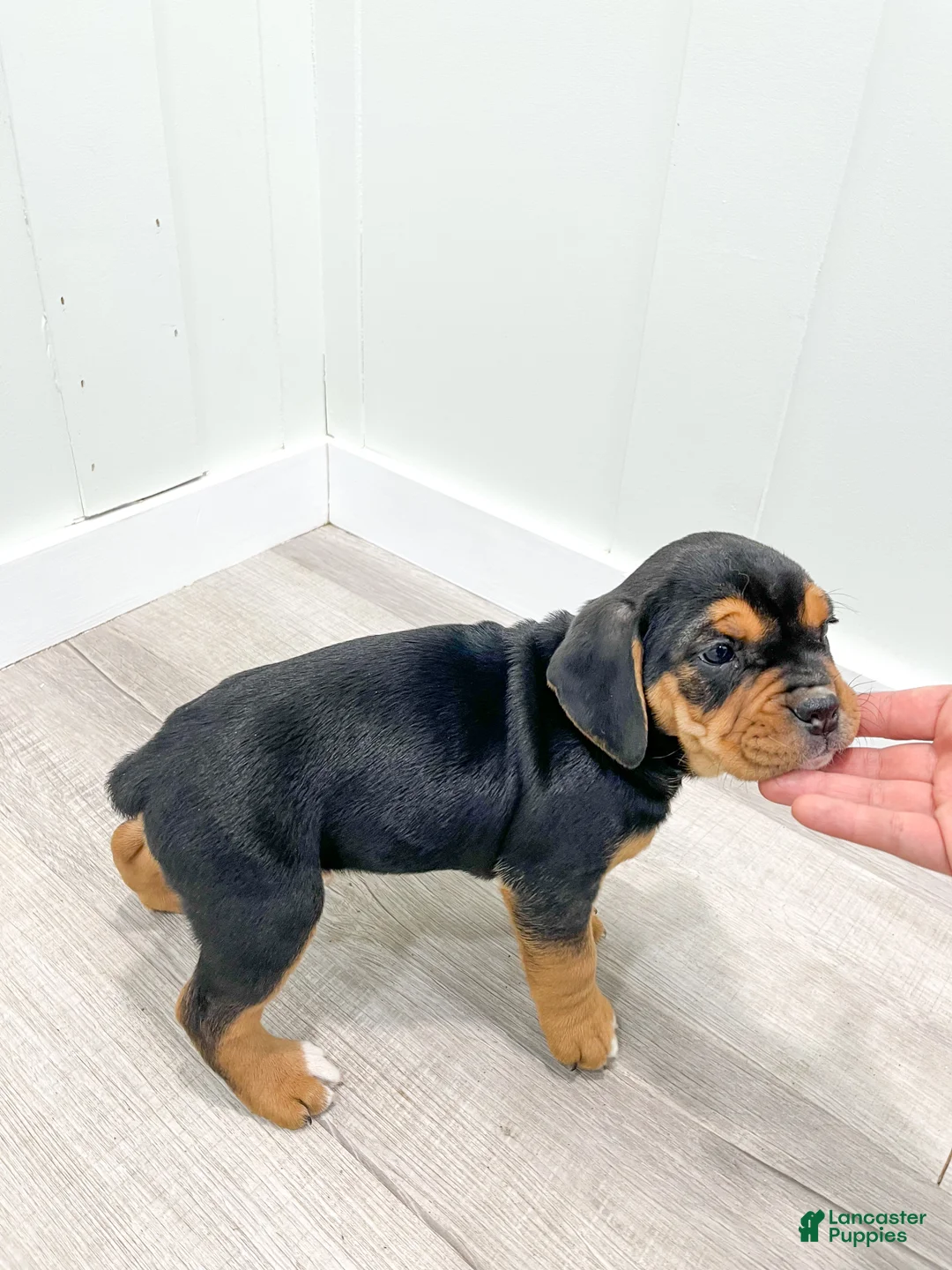 Mixed Breed dogs for sale: Ginger - Ad 8