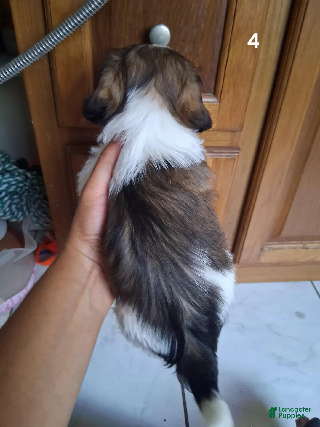 Shih Tzu dogs for sale: Shih Tzu 4 - Ad 2