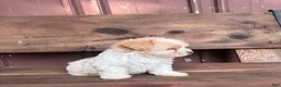 Mixed Breed dogs for sale: Mixed Breed Puppy 1 - Ad 6