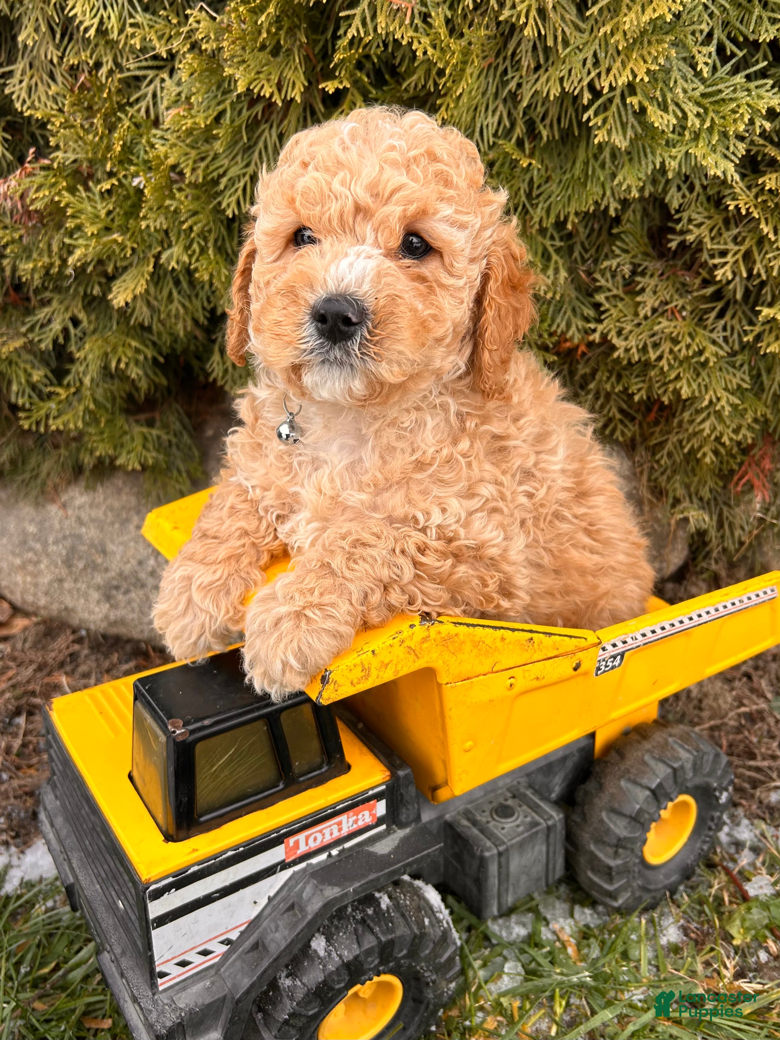 Cockapoo dogs Leo - Ad 37