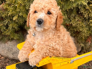 Cockapoo dogs Leo - Ad 11