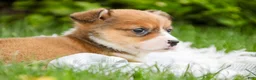 Welsh Corgi Pembroke dogs for sale: Apple Jacks Welsh Corgi Pembroke  - Ad 6