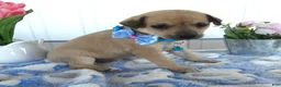 Chihuahua dogs for sale: Chihuahua Puppy 2 Mini - Ad 3