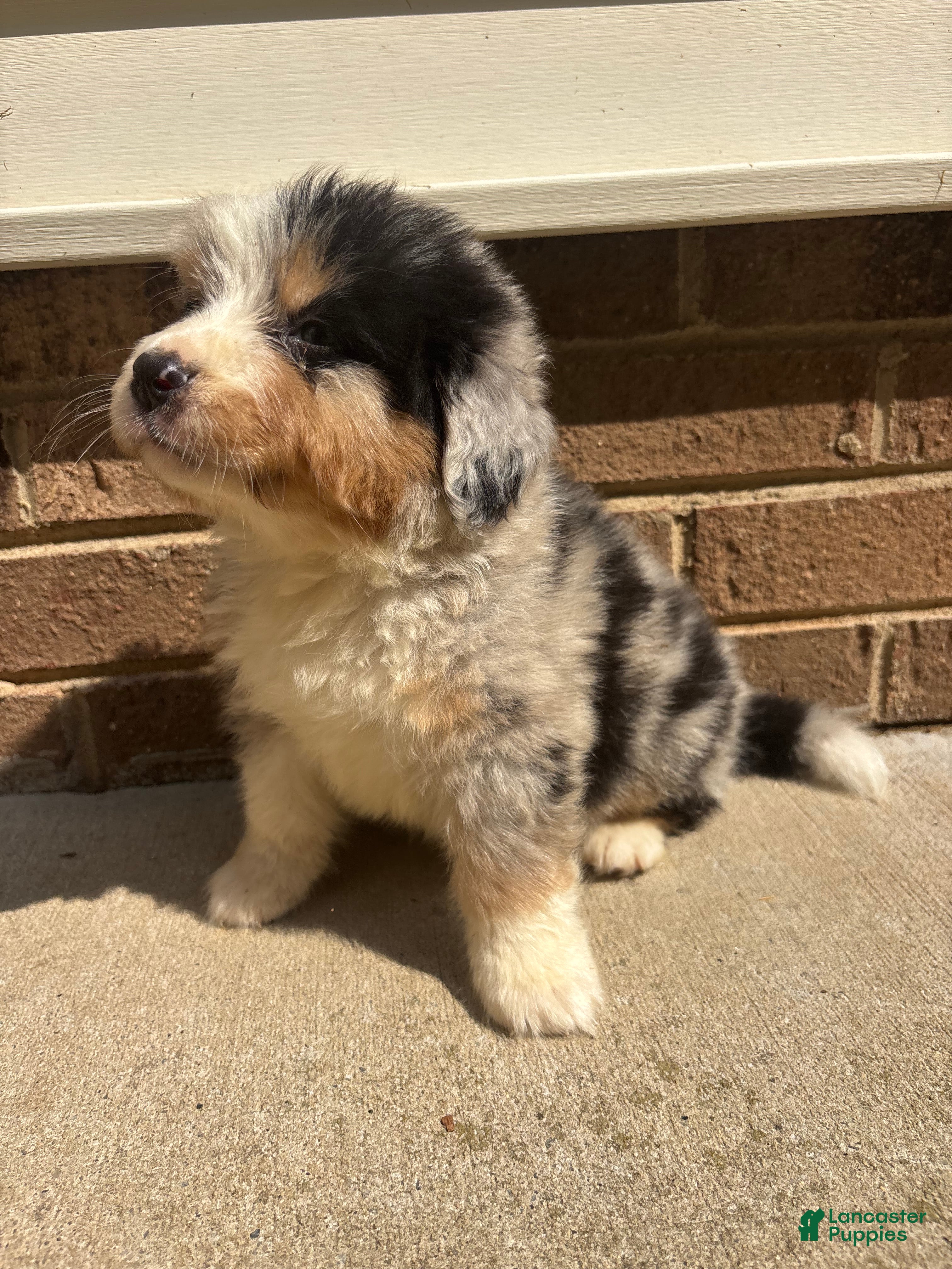 Mixed Breed dogs Blue Merle 3 - Ad 1