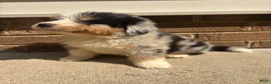 Blue Merle 3