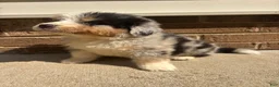 Mixed Breed dogs for sale: Blue Merle 3 - Ad 1