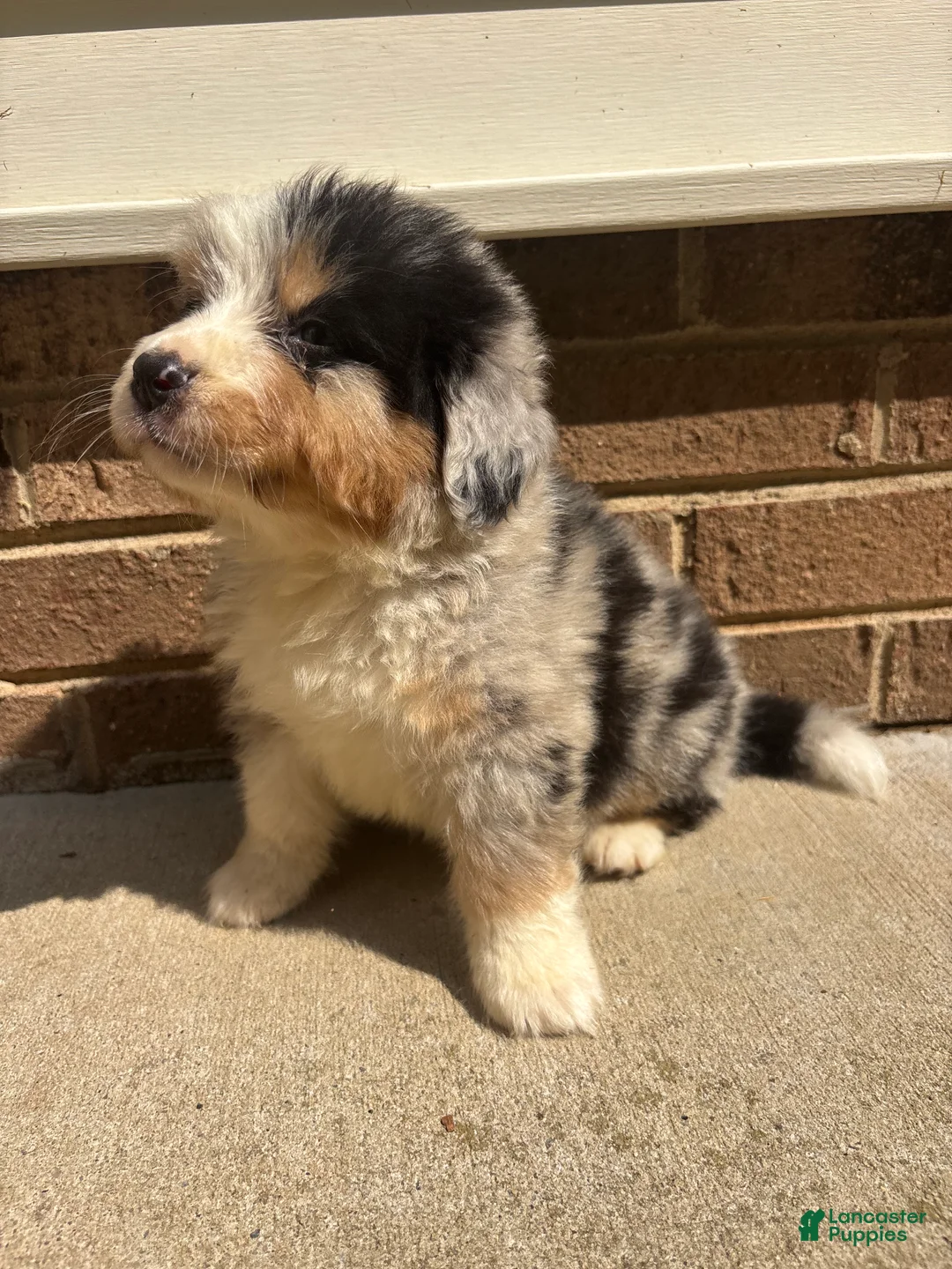 Mixed Breed dogs for sale: Blue Merle 3 - Ad 1