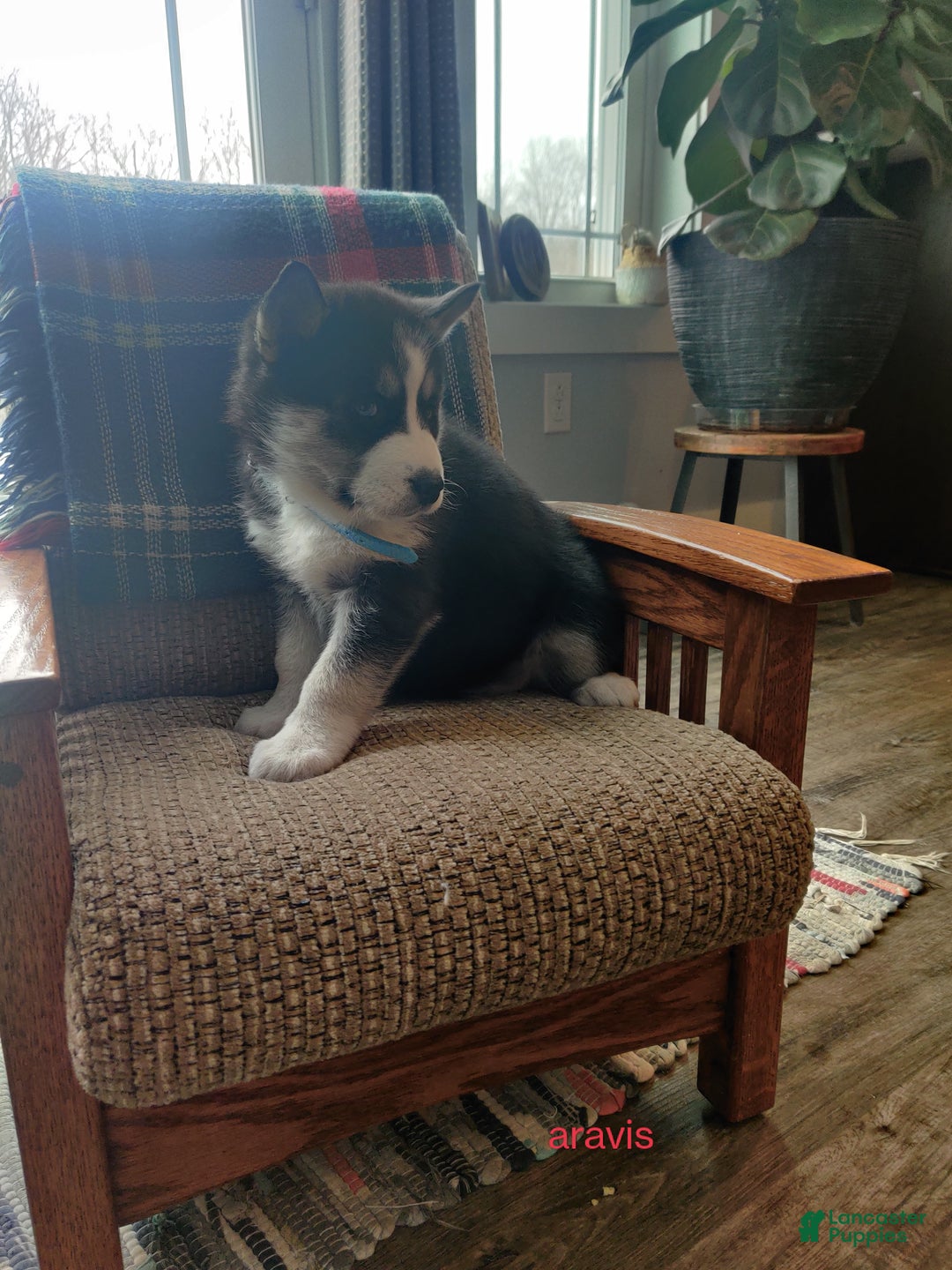 Siberian Husky dogs for sale: Aravis - Ad 5