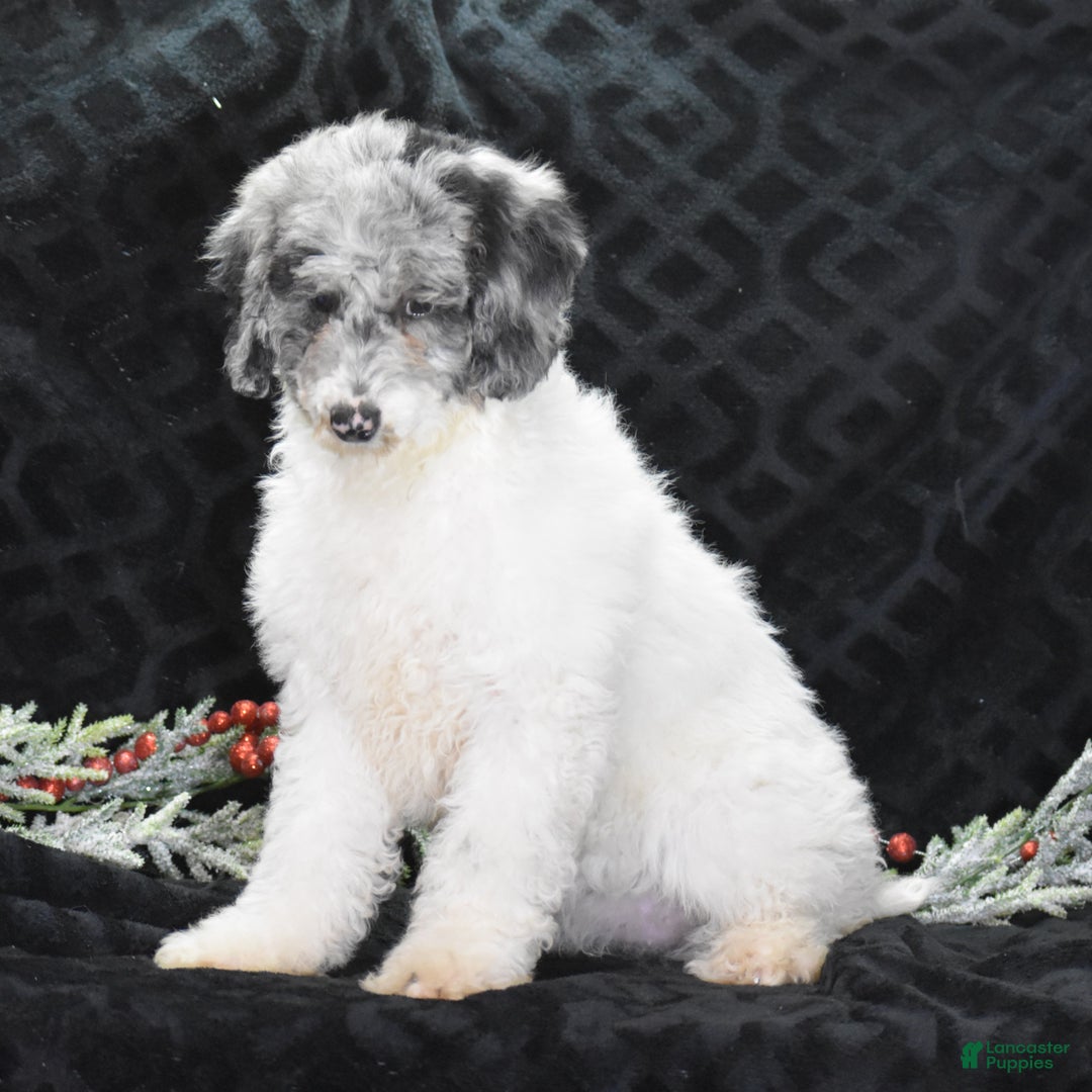 Miniature Poodle dogs for sale: Zoe - Ad 2