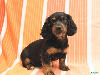 Dachshund dogs - Ad 9