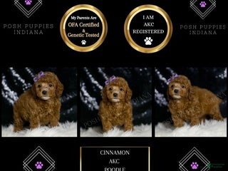 Toy Poodle dogs - Ad 41