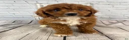Cavapoo dogs for sale: Bentley - Ad 2
