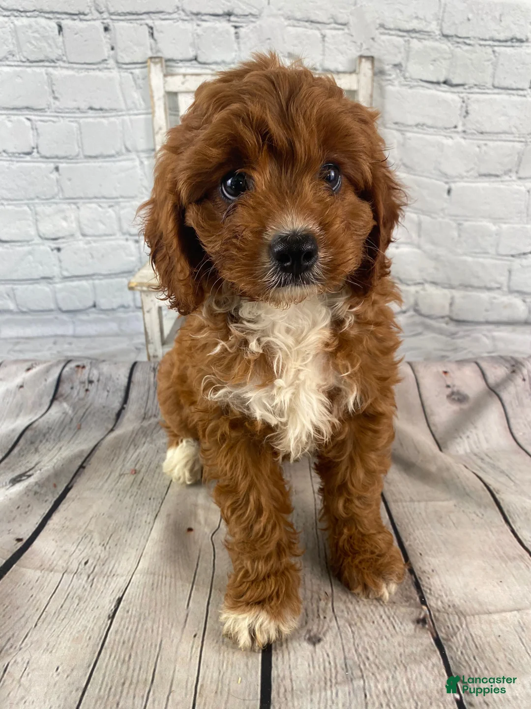 Cavapoo dogs for sale: Bentley - Ad 2