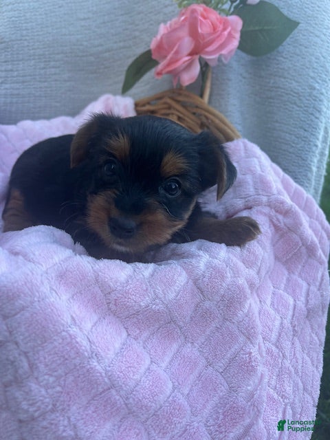 Yorkshire Terrier dogs Jenny - Ad 1