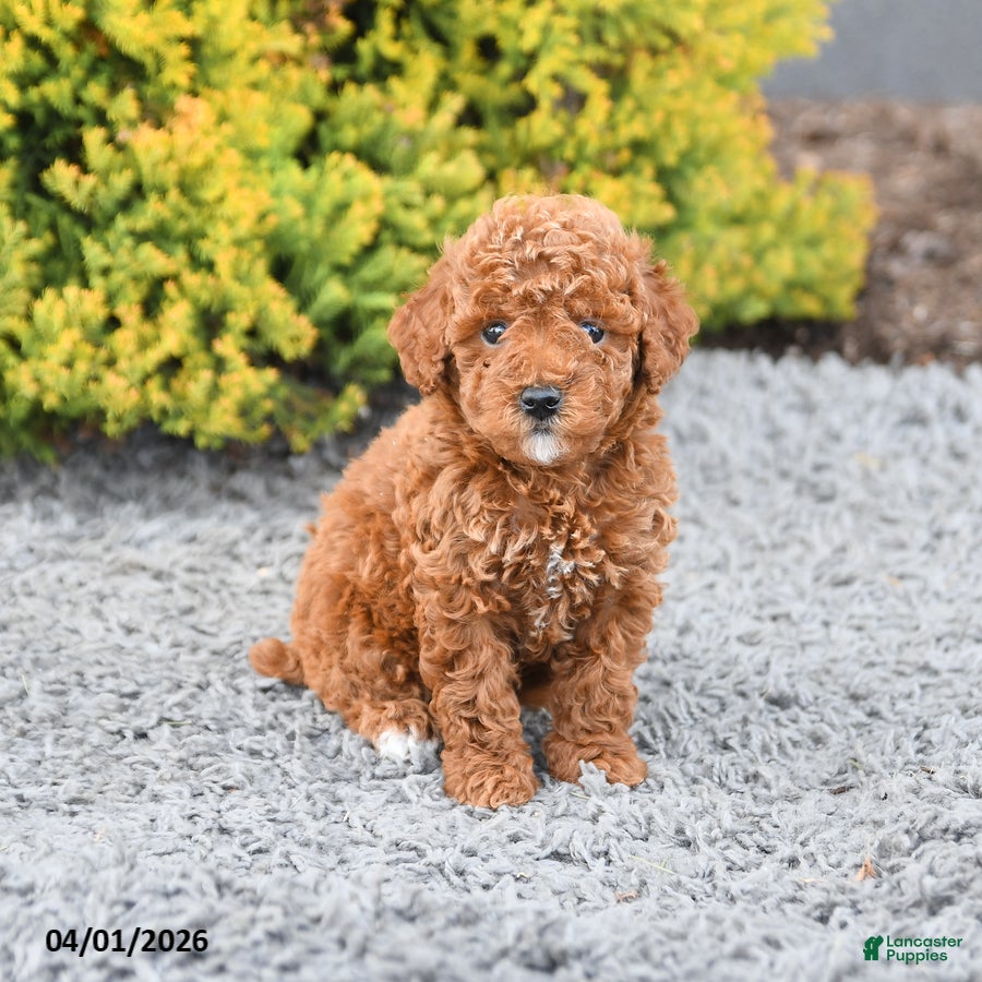 Miniature Poodle dogs Callie - Ad 2