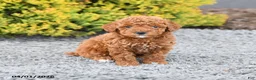Miniature Poodle dogs for sale: Callie - Ad 2