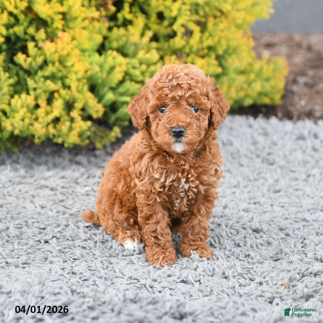 Miniature Poodle dogs for sale: Callie - Ad 2