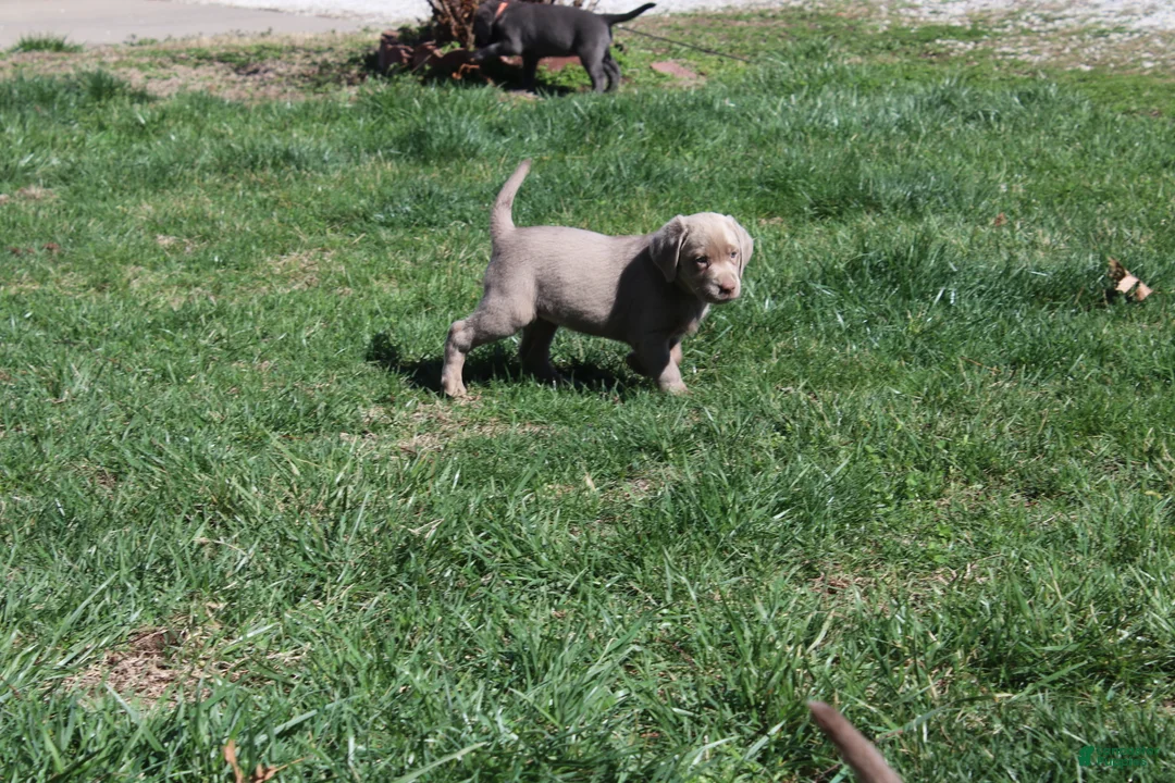 Labrador Retriever dogs for sale: Labrador Retriever Puppy 3 - Ad 2