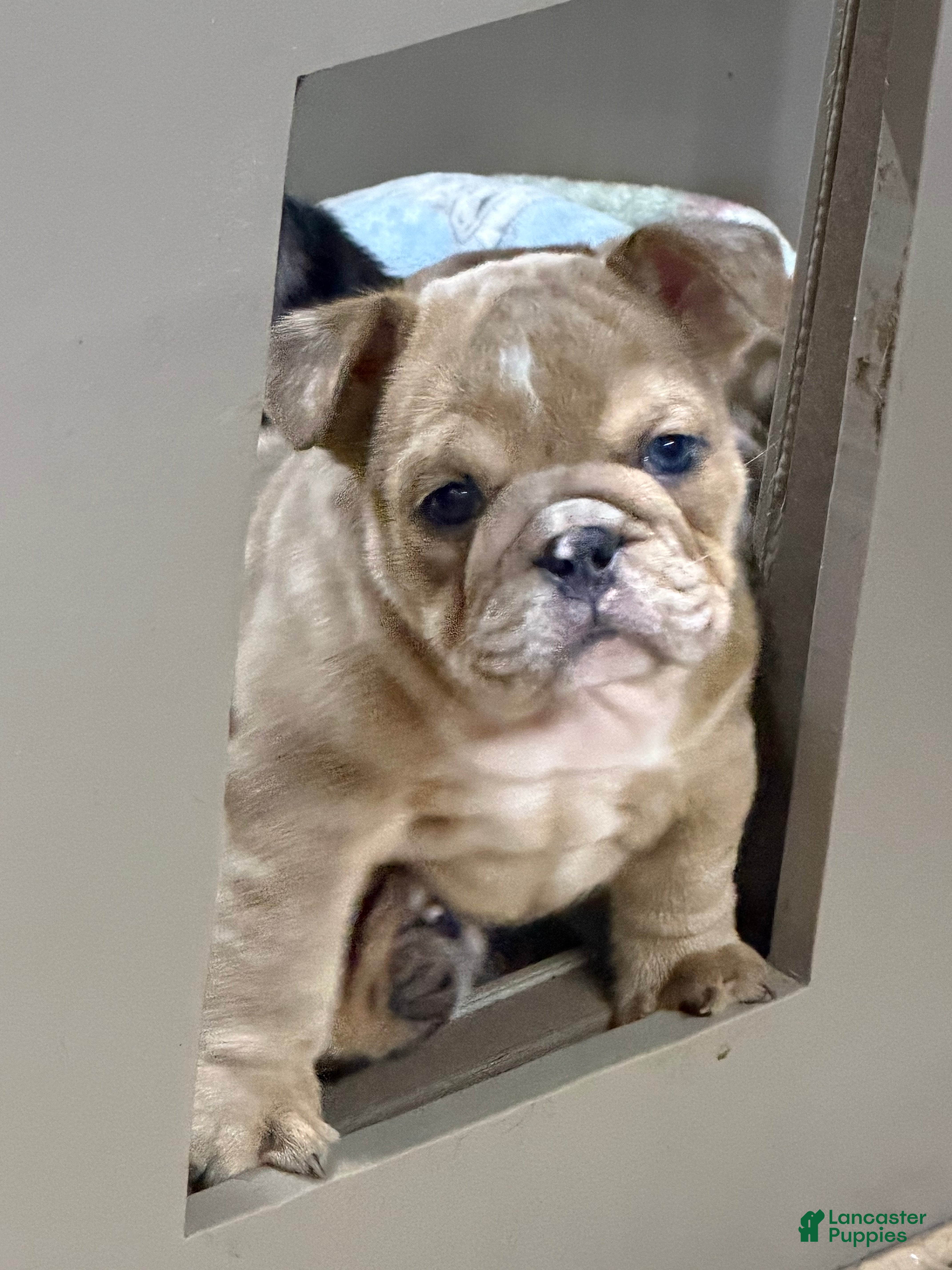 English Bulldog dogs Bella - 73747 - Ad 2