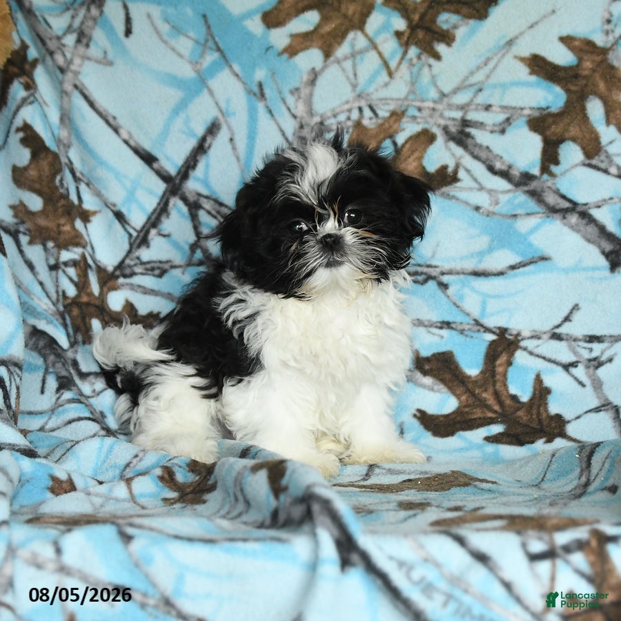 Shih Tzu dogs Kolby - Ad 2