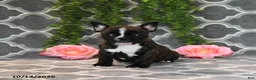 Frenchton dogs for sale: Mandy - Ad 1