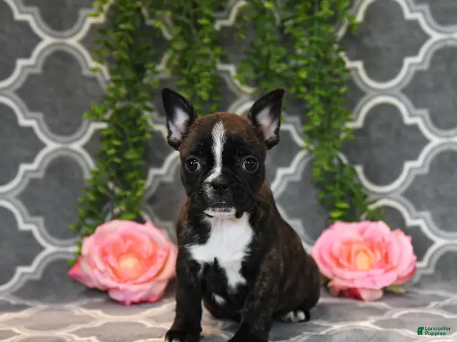 Frenchton dogs for sale: Mandy - Ad 1