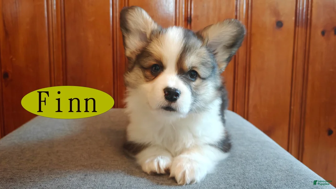 Welsh Corgi Pembroke dogs for sale: Finn - Ad 4