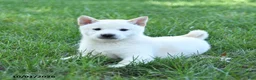 Shiba Inu dogs for sale: Glacier - Ad 3
