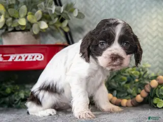 Cocker Spaniel dogs Lainey - Ad 13